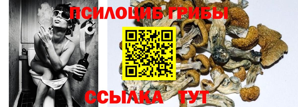 Псилоцибиновые грибы GOLDEN TEACHER Майский
